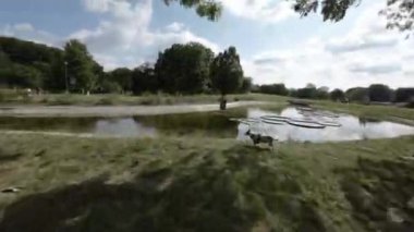 Bu, Polonya 'nın Varşova kentindeki Azienki Parkı' nda bir yürüyüşün birinci şahıs bakış açısı videosu. Video parkların, parkların, ağaçların, havuzların ve çiçeklerin olduğu güzel manzaranın bir kozalağı.