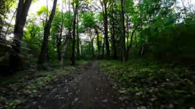 Bu güzel bir ormanda yapılan yürüyüşün POV videosu. Güneş ağaçların arasından parlıyor ve kuşlar ötüyor. Yol geniş ve takip etmesi kolay ve yemyeşil ile çevrili.