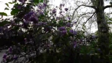 Video, çiçeklenmiş bir leylak çalısı dalının yakın plan çekimiyle açılıyor. Narin mor çiçekler, sabah güneşinin yumuşak ışığıyla aydınlatılır. Kamera daha sonra geri çekilir.
