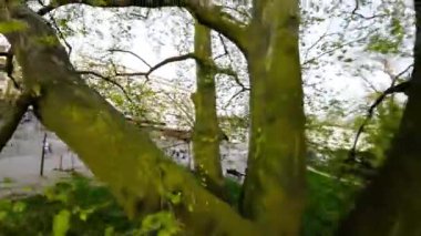 Opole, Polonya 'daki bir parktan geçen FPV insansız hava aracı. Video, ağaçlarla kaplı olan park girişinin görüntüsüyle başlıyor. İnsansız hava aracı parkın içinden geçiyor.