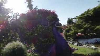 Güzel çalı ağacıyla dolu bir parkta video turu. Çim ağacı bir tavus kuşu şeklindedir ve çiçekler ve ağaçlarla çevrilidir. Park iyi korunmuş ve çalı ağacı bir sanat eseridir..