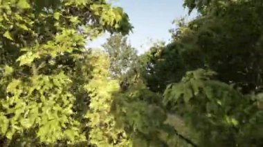 Video, bir parkın FPV insansız hava aracı görüntüsüyle başlıyor. İnsansız hava aracı bir çayırın üzerinden uçar ve sonra ağaçlık bir alana girer. Ağaçlar uzun ve gür, güneş yaprakların arasından parlıyor.