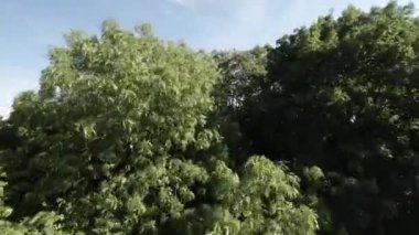 Bu FPV İlk İnsansız Hava Aracı görüntüsü sizi zengin bir geçmişe ve canlı bir günümüze sahip Polonya, Varşova 'ya doğru bir yolculuğa çıkarıyor. Video, şehirlerin en çarpıcı hava görüntülerini içeriyor.