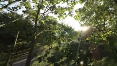 Günlük hayatın koşuşturmasına ara verin ve kendinizi yeni 4K videomuzla doğanın sakinleştirici güzelliğine daldırın. Bereketli yaz ormanlarında huzurlu bir yolculukta bize katılın.