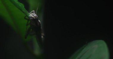 Video, yeşil yapraklı bir çekirgenin yakın çekimini gösteriyor. Çekirge kahverengi ve siyahtır ve yaklaşık 2 santimetre uzunluğundadır. Yaprağa altı bacağıyla tutunuyor ve hareket ediyor.