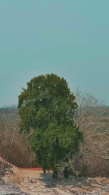 Bu büyüleyici video sizi gökyüzünde büyüleyici bir yolculuğa çıkarıyor. Doğanın nefes kesici güzelliğine kuşbakışı bir bakış sunuyor. Bereketli yeşil ormanlardan sakin nehirlere ve görkemli dağlara