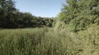 Video parkta bir göl gösteriyor. Su yeşil ve durgun. Gölün kıyısında ağaçlar ve çalılar var. Güneş parlıyor ve gökyüzünde bazı bulutlar var. Video bir filmden alındı.