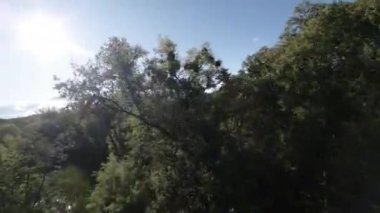 Bereketli yeşil bir ormanın tepelerinde huzurlu bir uçuş. Video, orman boyunca akan nehrin yanı sıra çevresindeki ağaçlar ve bitkilerin kuş bakışı görüntüsünü sağlıyor. Huzur