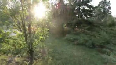 Video, FPV 'nin dengeli bir şekilde güzel bir parkta yürüdüğü birinci şahıs görüntüsü. Park yemyeşil ağaçlar, yeşil çimenler ve renkli çiçeklerle dolu. Güneş ışıl ışıl parlıyor ve kuşlar...