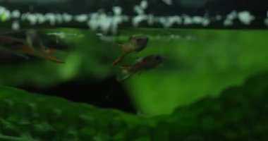 Video ekili bir akvaryumda yüzen bir grup gupi balığıyla başlıyor. Gupiler kırmızı, turuncu ve sarı olmak üzere çeşitli renklerdir. Bir tankın içinde yüzüyorlar.