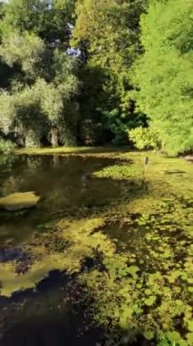 Bu FPV insansız hava aracı görüntüsü Polonya 'nın Varşova kentindeki bir gölette çekildi. Video, göle ve çevresindeki parka güzel ve huzurlu bir bakış. İnsansız hava aracı suyun üzerinde, ağaçların arasında uçuyor ve...
