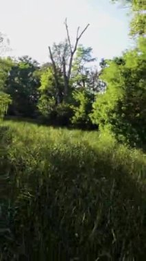 Kendinizi doğanın dingin güzelliğine büyüleyici videomuzla daldırın, A Walk in the Park. Huzurlu bir yolculukta bize katılın. Resimli bir parkta, nazik bir dansa tanıklık edeceksiniz.