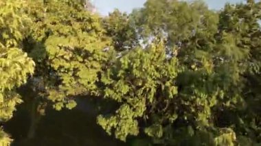 Bu hava görüntüleri, yemyeşil ağaçları ve açık mavi gökyüzü olan güzel bir ormanlık alanı gösteriyor. Video, doğa temalı bir proje veya meditasyon yardımı için arka plan olarak kullanmak için mükemmeldir. Şey...