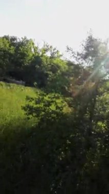 Kendinizi doğanın dingin güzelliğine bu büyüleyici videoyla daldırın. Bereketli bir ormanda sakin bir yürüyüş için bize katılın. Güneş ışınları yoğun tepe örtüsünün içinden süzülüp,