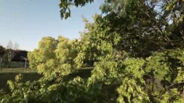 Kendinizi bu çarpıcı parkın sükunetine daldırın, burada yükselen ağaçlar, sakin yeşil alanlar üzerinde yemyeşil bir gölgelik oluşturur. Esintideki yaprakların hışırtısı ve uzaktaki cıvıltıları