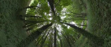 Bu büyüleyici video eşsiz bir perspektiften yemyeşil bir ormanın büyüleyici bir görüntüsünü sunuyor. Kamera yükselen ağaç tepelerinde döner, canlı yeşil yaprakları yakalar ve karmaşıklaştırır.