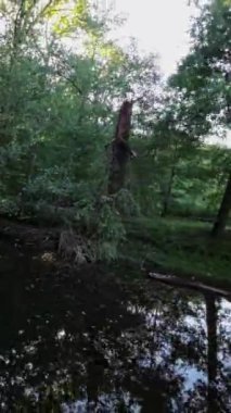 Bu video, yemyeşil bir orman deresi boyunca rahatlatıcı ve huzurlu bir yolculuk. Su damlacıkları, bir yapraktan düşüp derede yolculuğuna başladığı ormanda başlar. Olduğu gibi