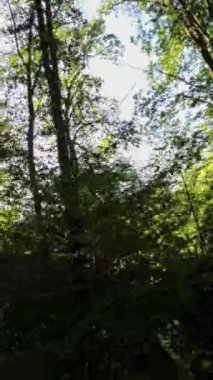Bu ormanda bir yürüyüşün videosu. Video, ormanda bir yolda yürüyen bir kişinin perspektifinden çekildi. Yol ağaçlar ve çalılarla çevrili. Ağaçlar uzun ve...
