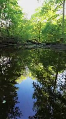 Bu ormanda bir yürüyüşün videosu. Video, ormanda bir yolda yürüyen bir kişinin perspektifinden çekildi. Yol ağaçlar ve çalılarla çevrili. Ağaçlar uzun ve...