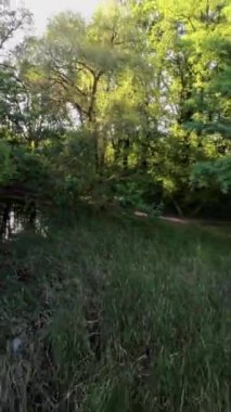 Kendinizi doğanın sükunetine bu büyüleyici parkta yürüyüş videosuyla daldırın. Bereketli yeşil ağaçlar, sakin nehir ve cıvıldayan kuşlar mükemmel bir atmosfer yaratıyor.