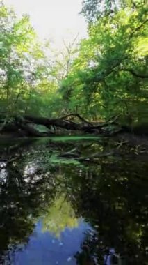 Bu, güzel bir ormanda yürüyüşün videosu. Bereketli ağaçlar, canlı yeşil yapraklar ve gölgelikten süzülen güneş ışığı büyülü bir atmosfer yaratıyor. Suyun sakinleştirici sesi.