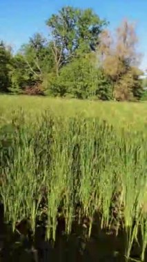 Günlük hayatın koşuşturma ve koşuşturmasına bir ara verin ve kendinizi yeni videomuz A Walk in the Park ile doğanın sakinliğine daldırın. Parkta sakin bir yürüyüş için bize katılın.