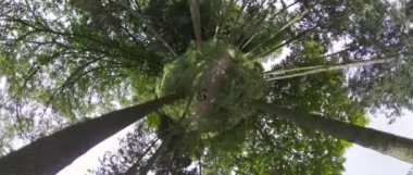 Bu, dar bir orman yolunda giden bir dağ bisikletçisinin birinci şahıs bakış açısı videosu. Patika uzun ağaçlar ve yoğun bitki örtüsüyle çevrili, zorlu ve heyecan verici bir yolculuk yaratıyor. Şey...