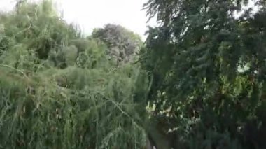Polonya 'nın Varşova kentindeki bir parktan geçen birinci şahıs görüntüsü. Video, ortasında bir çeşme olan büyük bir gölet manzarasıyla başlıyor. Kamera daha sonra bir patikanın üzerinden uçar.