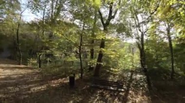 Renkli bir sonbahar ormanında birinci şahıs FPV uçuşu. Video bir dron ile çekiliyor ve sonbaharda yaprakların canlı renklerini gösteriyor. İHA ağaçların arasından uçuyor ve...