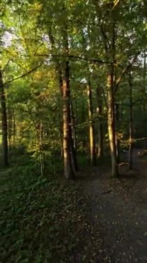FPV 'nin yemyeşil bir ormanda uçuşu. Video, ağaçların arasından uçan bir dronun perspektifinden çekildi. İnsansız hava aracı ormanda uçuyor, uzun ağaçların yanından geçiyor ve...