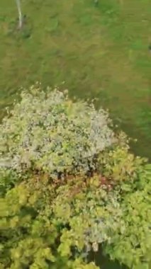 Parktan geçen bir FPV insansız hava aracı. Drone ağaçların arasından uçuyor, küçük bir tepenin üzerinden, ve yolda yürüyen birkaç kişiyi geçiyor. Video banliyö bölgesinde çekildi, ve ağaçlar...