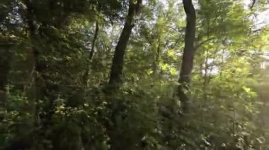 Bu FPV İlk Kişi Görüntüsü sizi bereketli bir yaz ormanında heyecanlı bir yolculuğa çıkarıyor. İnsansız hava aracı pilotu sık ağaçlar ve yapraklar arasında gezinerek...