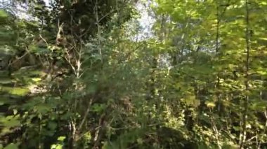 FPV 'nin yemyeşil bir ormanda uçuşu. Video, ağaçların arasından uçan bir dronun perspektifinden çekildi. Seyirci ağaçları yakından ve kişisel olarak görebilir ve...