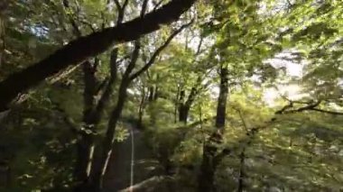 FPV 'nin ağaçların arasından uçuşu birinci şahıs görüntüsü. Video, ormanda uçan bir dronun perspektifinden çekildi. İnsansız hava aracı ağaçların arasından uçuyor, dallara yakın geçiyor ve...