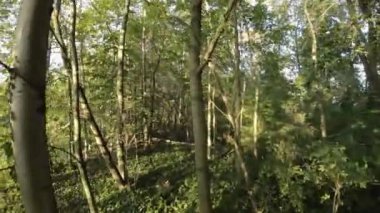 FPV 'nin yemyeşil bir ormanda uçuşu. Video, ağaçların arasından uçan bir dronun perspektifinden çekildi. Seyirci ağaçları yakından ve kişisel olarak görebilir ve...