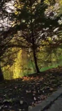 Parkta birinci şahıs görüntülü bir FPV uçuşu. Video, insansız hava aracının perspektifinden çekildi ve bereketli ağaçları, yeşil çimenleri ve parkın renkli çiçeklerini gösteriyor. Video çok huzurlu ve...