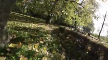 Video, bir sürü yaprağın döküldüğü renkli bir sonbahar parkında FPV First Person View uçuşu. Video, pilotun perspektifinden çekiliyor ve izleyici parkı...