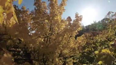 Kendinizi sonbaharın büyüleyici güzelliğine bu büyüleyici videoyla daldırın. Sonbahar yeşilliklerinin canlı renkleriyle süslenmiş bir parkta sakin bir yürüyüş için bize katılın. Hışırdayan yapraklar