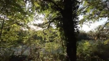 FPV 'nin yemyeşil bir ormanda uçuşu. Video, ağaçların arasından uçan bir dronun perspektifinden çekildi. Seyirci ağaçları her açıdan görebilir.