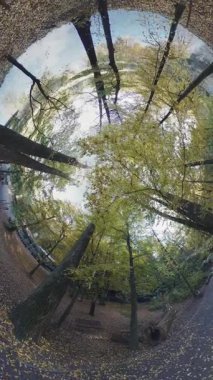 The video shows a hemispherical view of an autumn park. The video was taken from the ground and shows the sky, trees, and leaves on the ground. The trees are full of yellow and green leaves and the