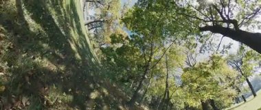 Kendinizi sonbaharın güzelliğine bırakın. Bu 4K 'lık sakin bir sonbahar ormanı yürüyüşü videosuyla. Ağaçların altın yaprakları sıcak ve davetkar bir atmosfer yaratırken yumuşak...