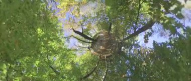 Bu sonbahar ormanında rahatlatıcı bir yürüyüş. Video fis heye merceğinde, bu da ona eşsiz ve ilginç bir bakış açısı kazandırıyor. Orman renkli yapraklarla dolu ve güneş parlıyor.