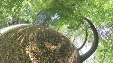 Sonbahar sezonu için yapraklar renk değiştirirken parkta sakin bir gezinti yapın. Video, dolambaçlı bir yolda yürüyen bir kişinin birinci şahıs perspektifi. Yol ağaçlarla dolu.