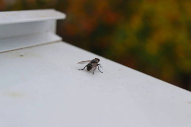 Bir sinek pencere eşiğinde oturur, doğal ışıkta makro fotoğrafçılık..