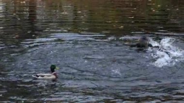 Şehir parkında yüzen ördekler