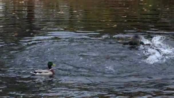 Качки Плавають Міському Парку — стокове відео