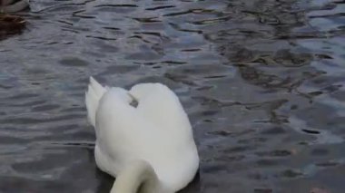 Şehir parkında kuğular