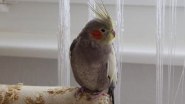 Corella papağanı sandalyenin arkasında oturuyor.