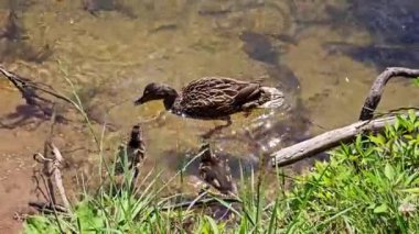 Bir ördek ve ördek yavrusu gölette yiyecek arıyor..