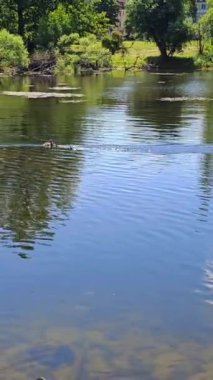 Küçük ördek yavruları vahşi doğada anne ördeğe yüzer.